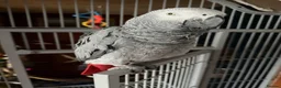 Parrots birds for sale: African grey parrot - Advert 1