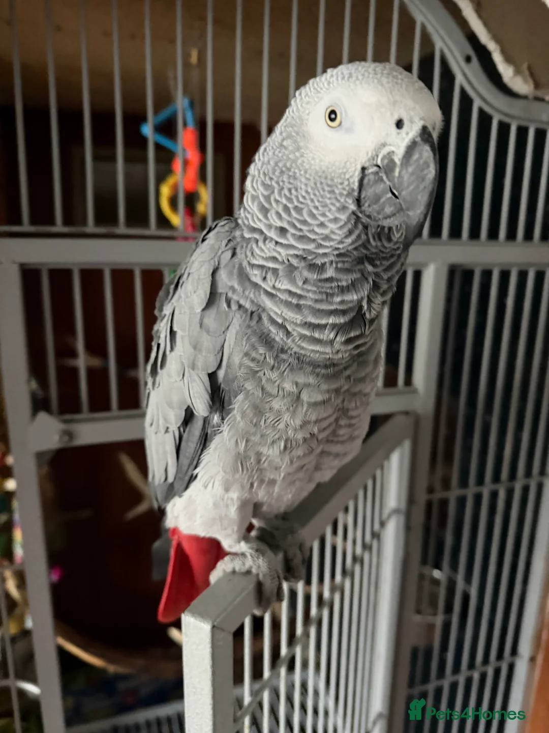 Parrots birds for sale: African grey parrot - Advert 1