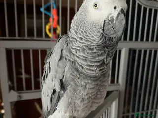Parrots birds African grey parrot - Advert 4