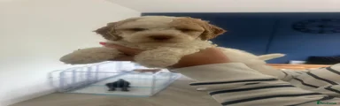 Cockapoo 1