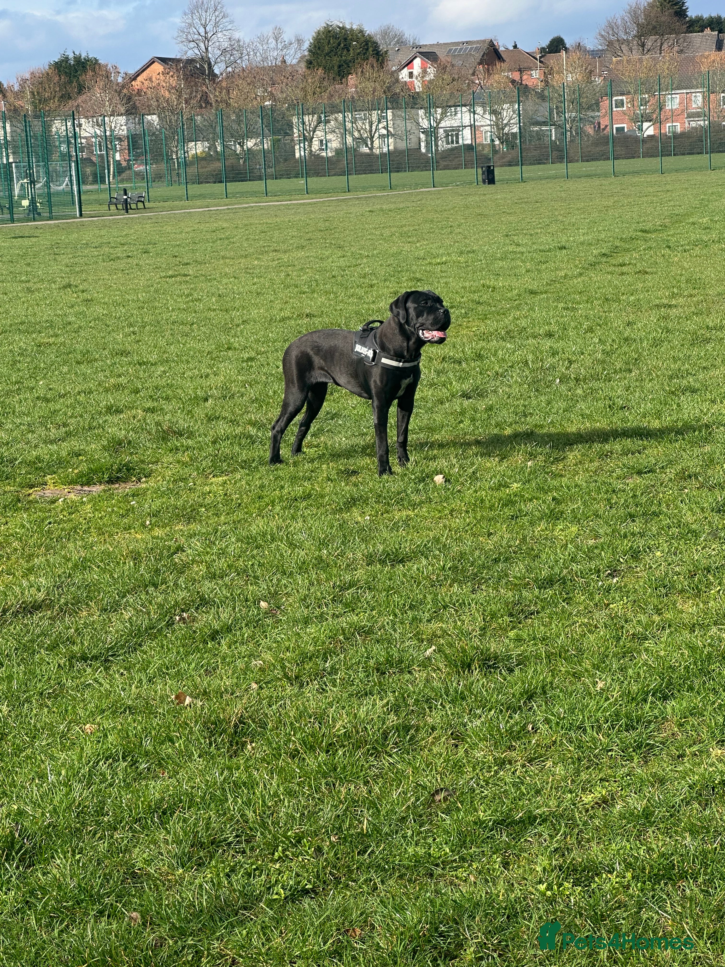 Cane Corso dogs 7 month old female cane corso  in Brierley Hill - Advert 1