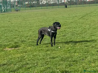 Cane Corso dogs 7 month old female cane corso in Brierley Hill - Advert 1
