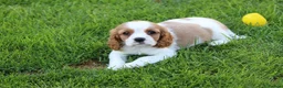 Cavalier King Charles Spaniel dogs for sale: PUG x CAVALIER puppies for sale  - Advert 21