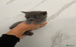 British Shorthair cats for sale: British shorthair  - Image 2