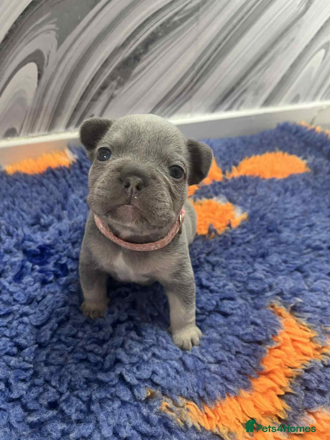 French Bulldog dogs for sale: French bulldog puppies - Image 1