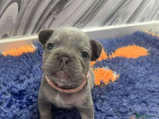 French Bulldog dogs - Advert 22