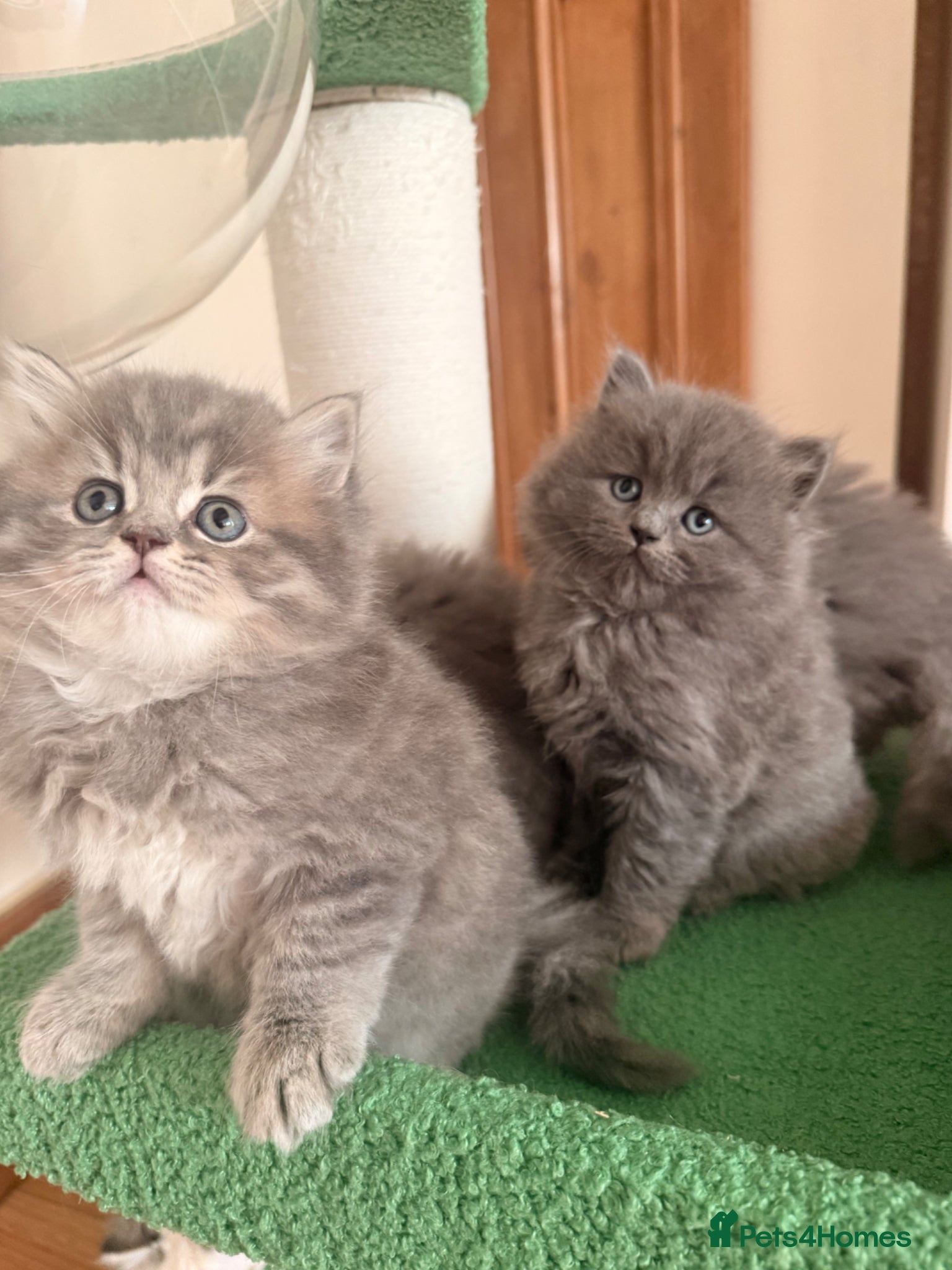 British Longhair cats Stunning British Longhair Kittens  - Advert 8