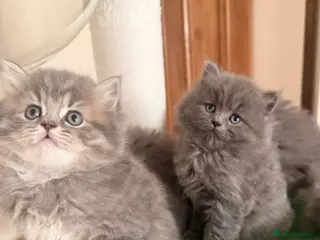 British Longhair cats Stunning British Longhair Kittens - Advert 8