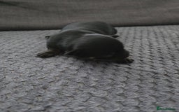 Chihuahua dogs for sale: Chihuahua  - Image 6