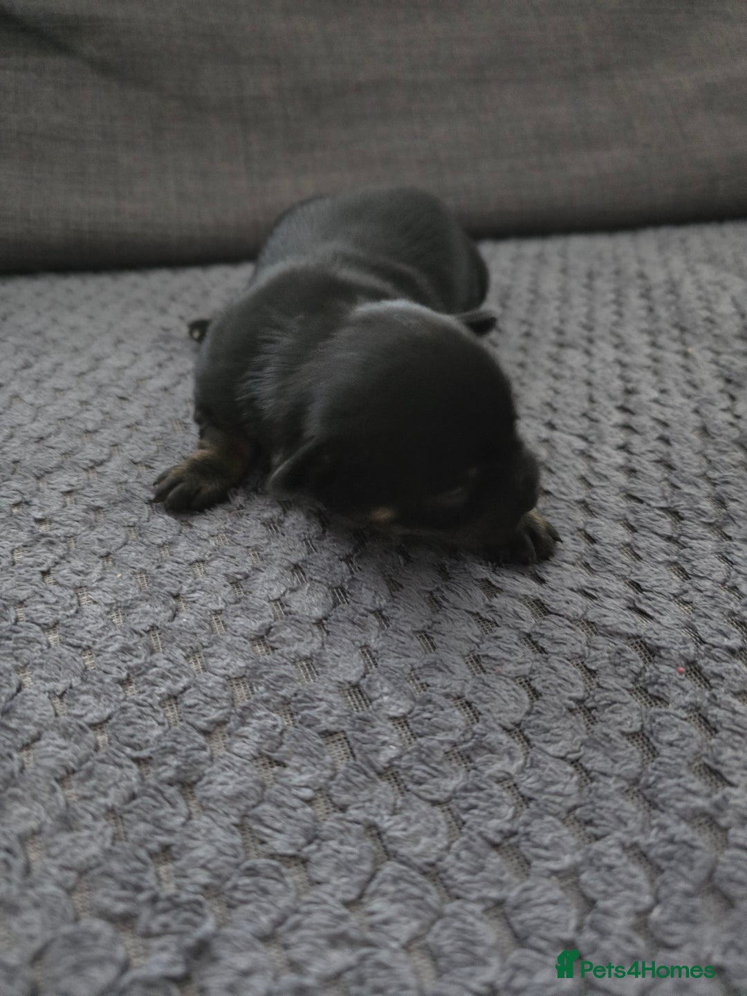 Chihuahua dogs for sale: Chihuahua  - Image 6