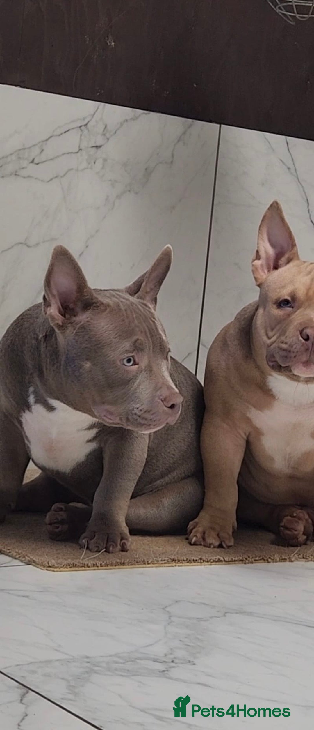 American Bully dogs for sale: American Bully Pocket Extreme - Image 2