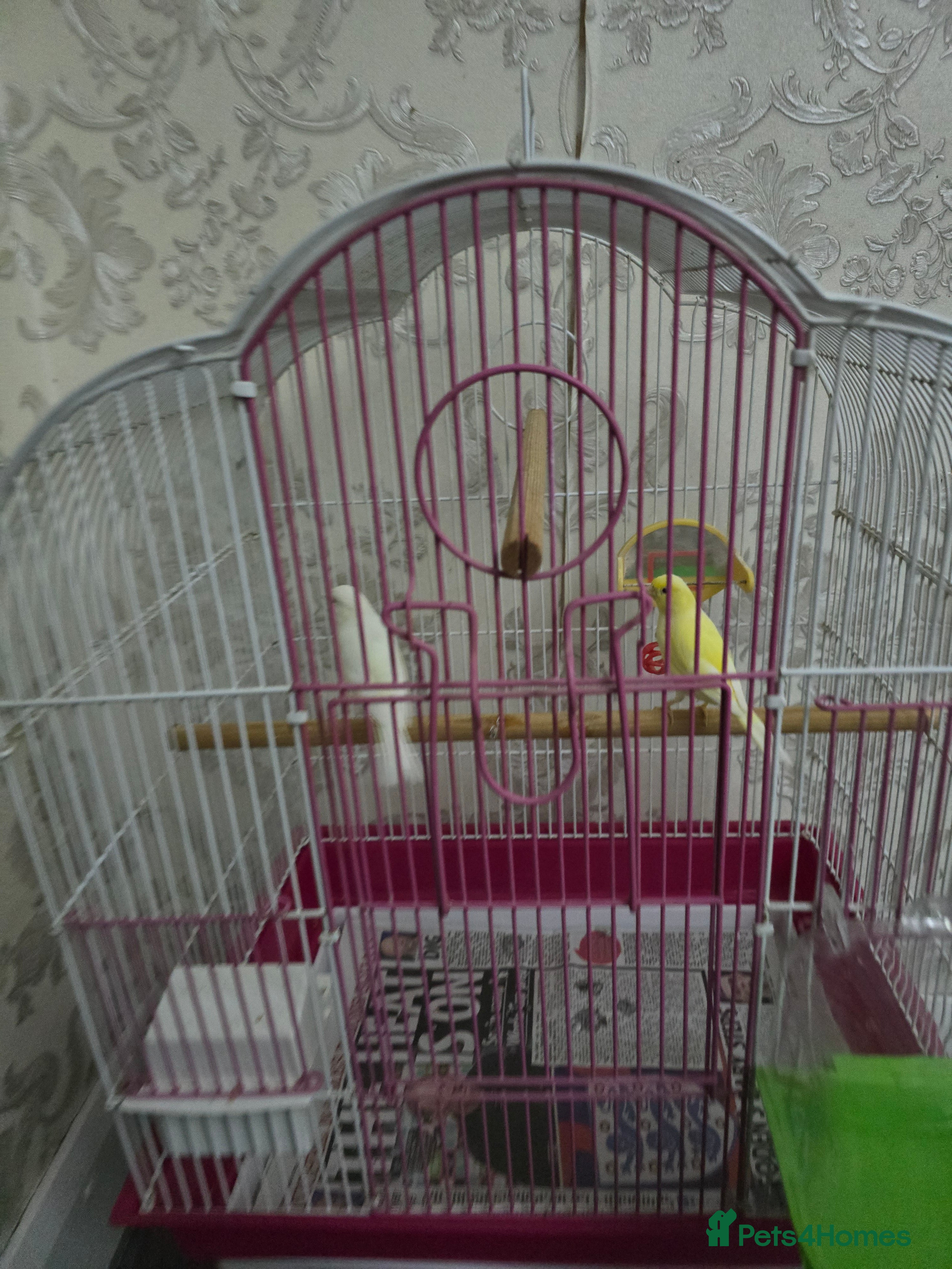 Canaries birds Canaries with cage - Advert 1