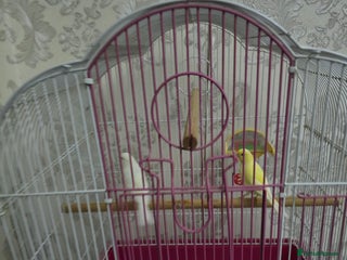 Canaries birds Canaries with cage - Advert 1