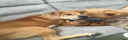 Mixed Breed dogs for sale: 1 yr old trained Female/Bitch  in Yateley - Advert 3