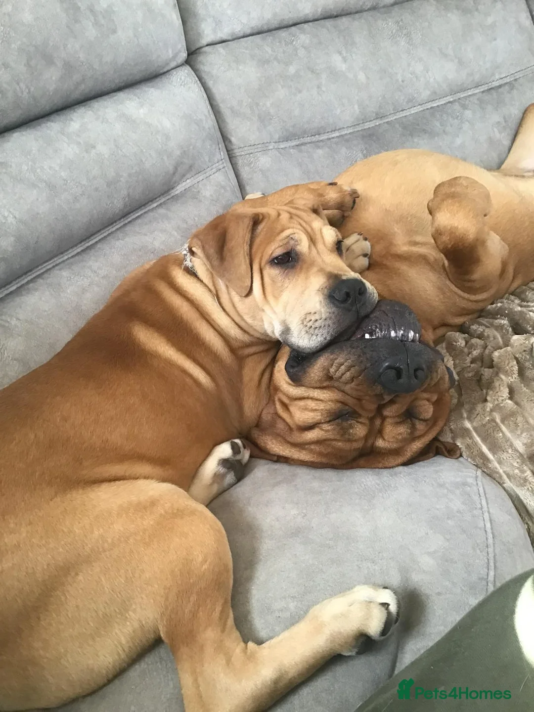 Mixed Breed dogs for sale: 1 yr old trained Female/Bitch  in Yateley - Advert 3