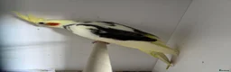 Cockatiels birds for sale: Baby pied cockatiels - Advert 6