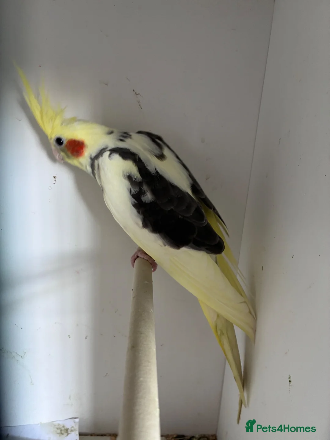 Cockatiels birds for sale: Baby pied cockatiels - Advert 6