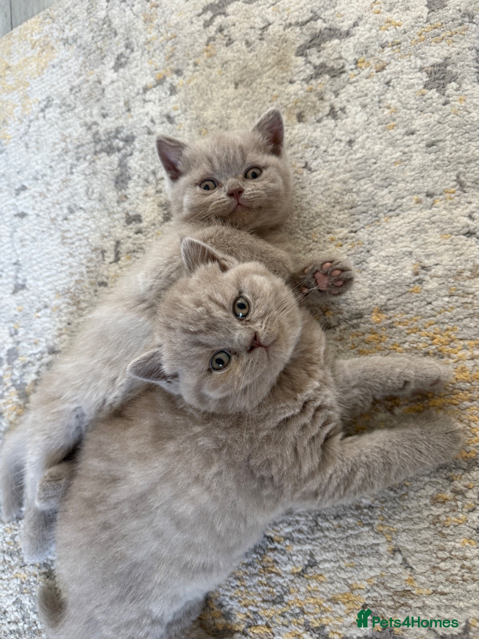 British Shorthair cats for sale: Lilac British shorthair GCCF registered - Advert 1