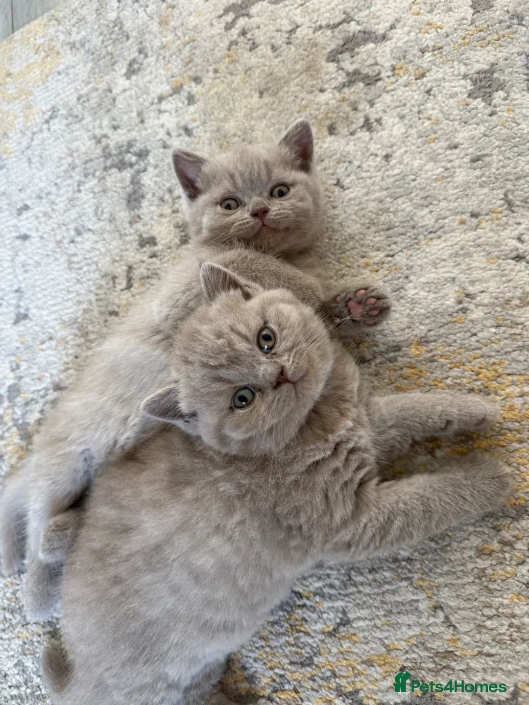 British Shorthair cats for sale: Lilac British shorthair GCCF registered - Advert 1