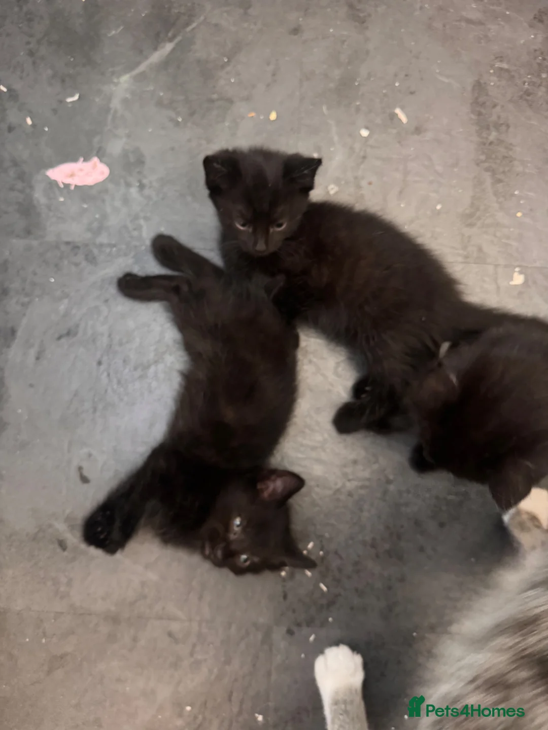 Mixed Breed cats for sale: Black kittens for sale  - Advert 2
