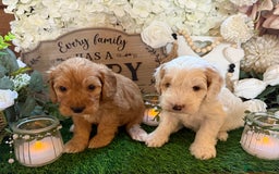 Cockapoo dogs for sale: Gorgeous Cockapoo puppies - Advert 4