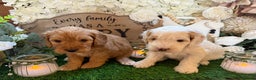 Cockapoo dogs for sale: Gorgeous Cockapoo puppies - Advert 12