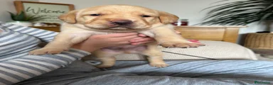 Labrador Retriever Puppy 4
