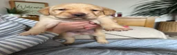Labrador Retriever dogs for sale: Labrador puppies for sale - Advert 21
