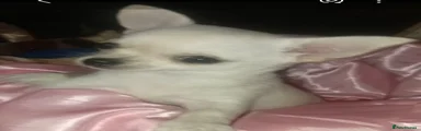 Chihuahua 5