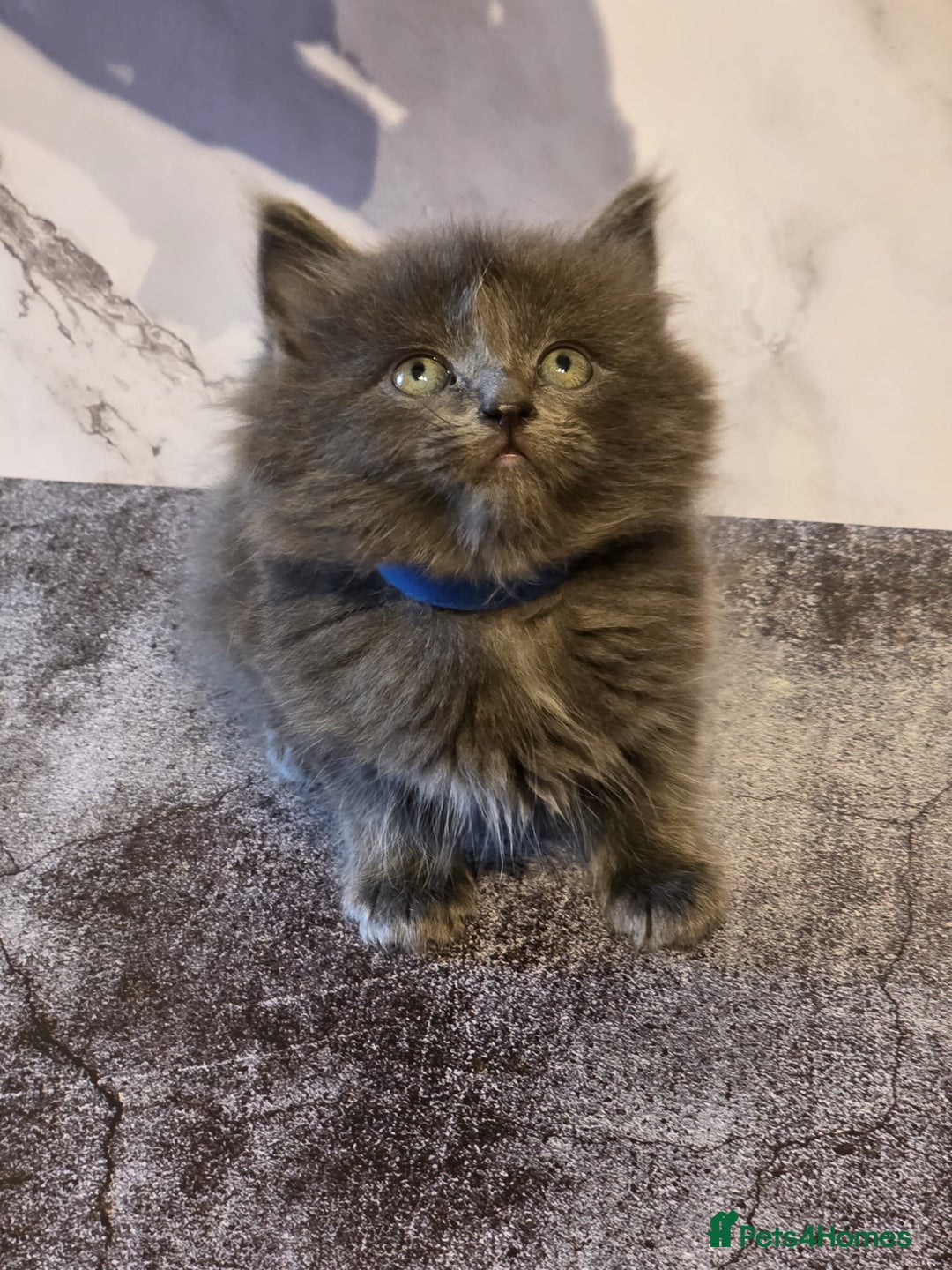 Russian Blue cats for sale: Russian Blue x - Image 17