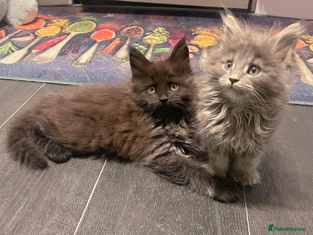 Maine Coon cats for sale: Giant Russian Mainecoons Kittens - Advert 15