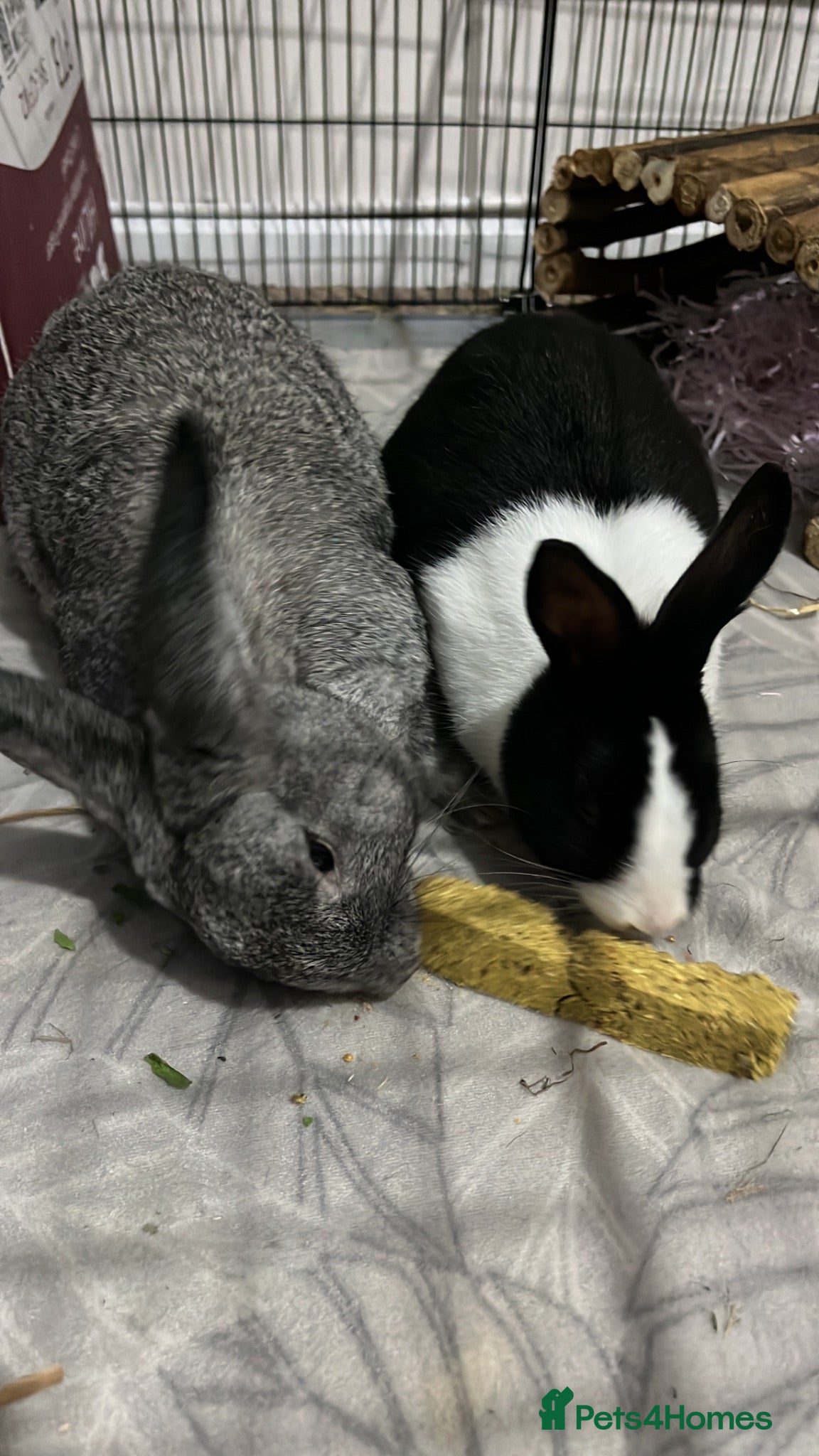 Mixed Breed rabbits Luna& thumper both 20 weeks - Advert 5