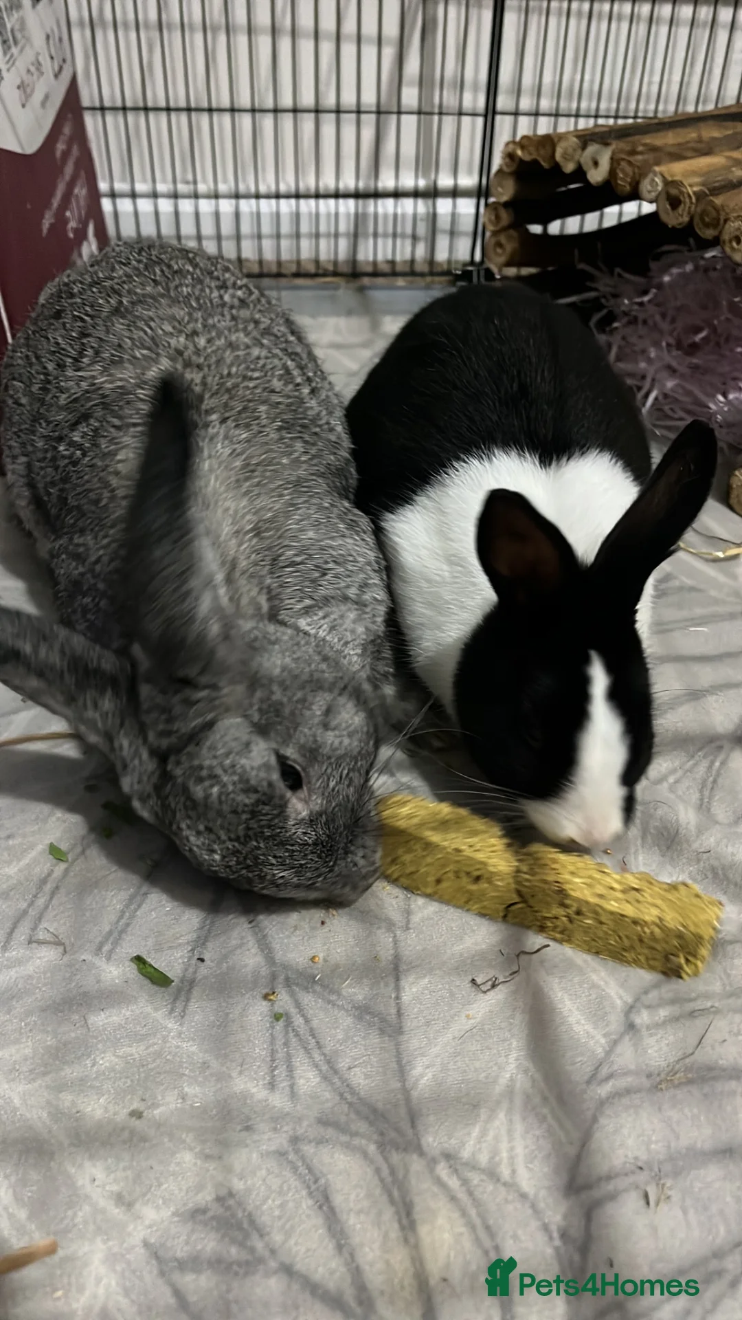 Mixed Breed rabbits for sale: Luna& thumper both 20 weeks - Advert 1
