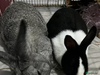 Mixed Breed rabbits Luna& thumper both 20 weeks - Advert 1