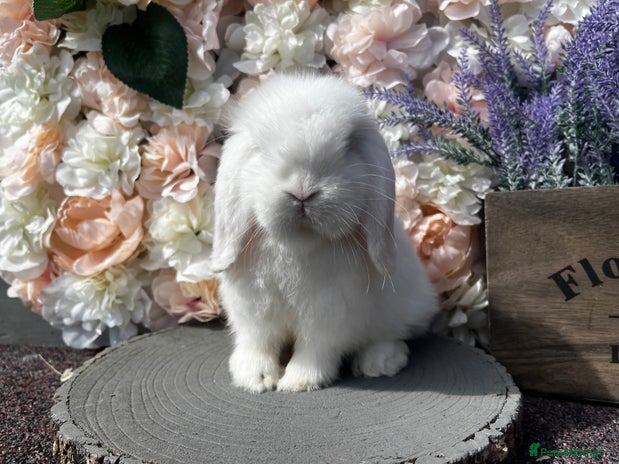 Mini Lop rabbits in Hartlepool - Advert 11