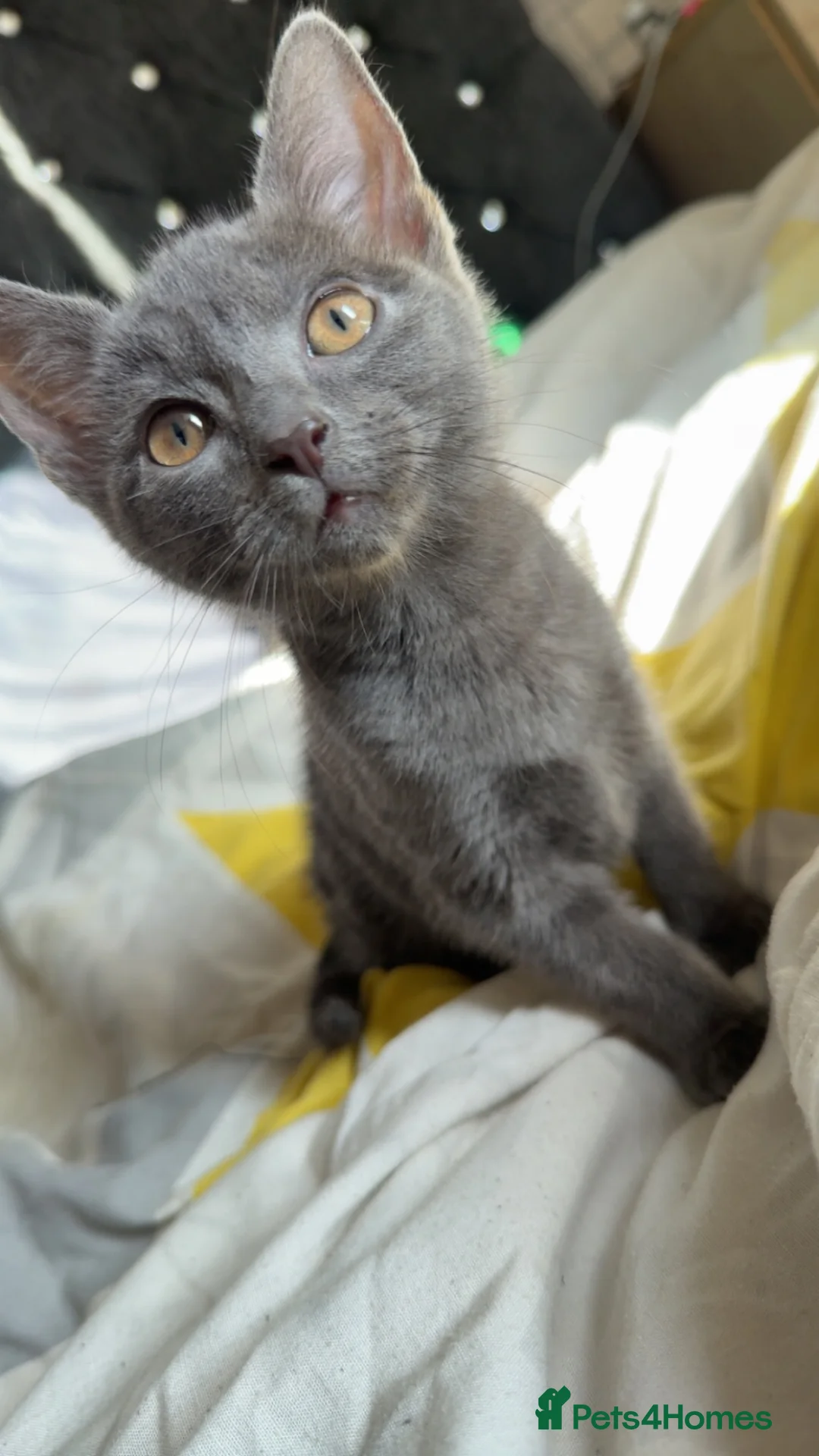Mixed Breed cats for sale: 3 grey female kittens 9 weeks ready to leave now  - Advert 6