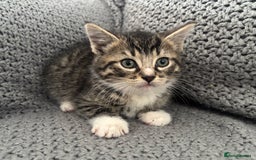 British Shorthair cats for sale: Kittens ready now  - Image 13