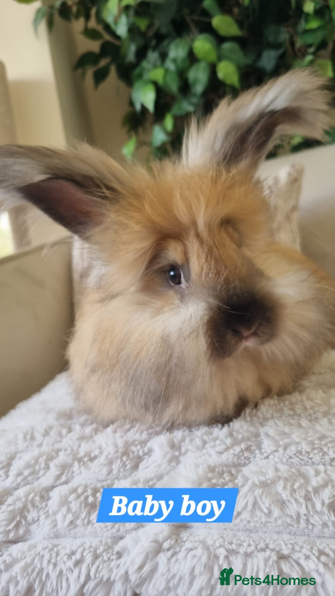 Angora rabbits Beautiful baby full breed Angoras - Advert 1