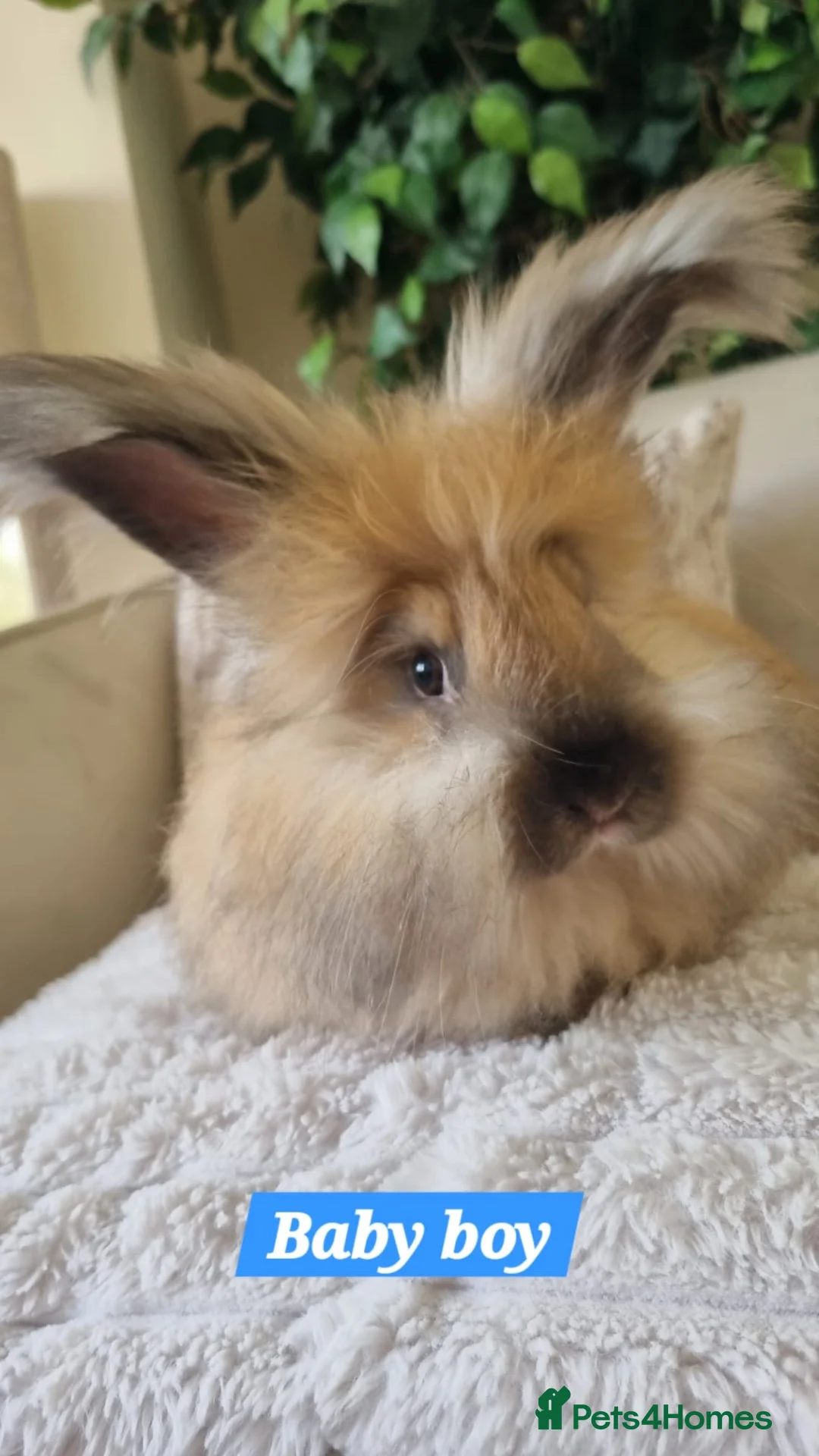 Angora rabbits for sale: Beautiful baby full breed Angoras - Advert 1