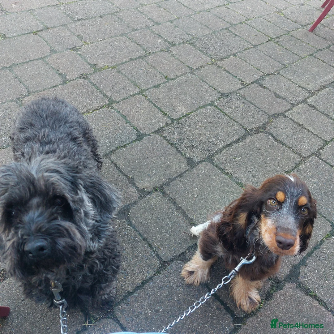 Cocker Spaniel dogs for sale: Beautiful kc registered show cocker spaniel - Advert 5