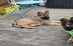 German Shepherd dogs for sale: German Shepherd Puppies  - Image 10