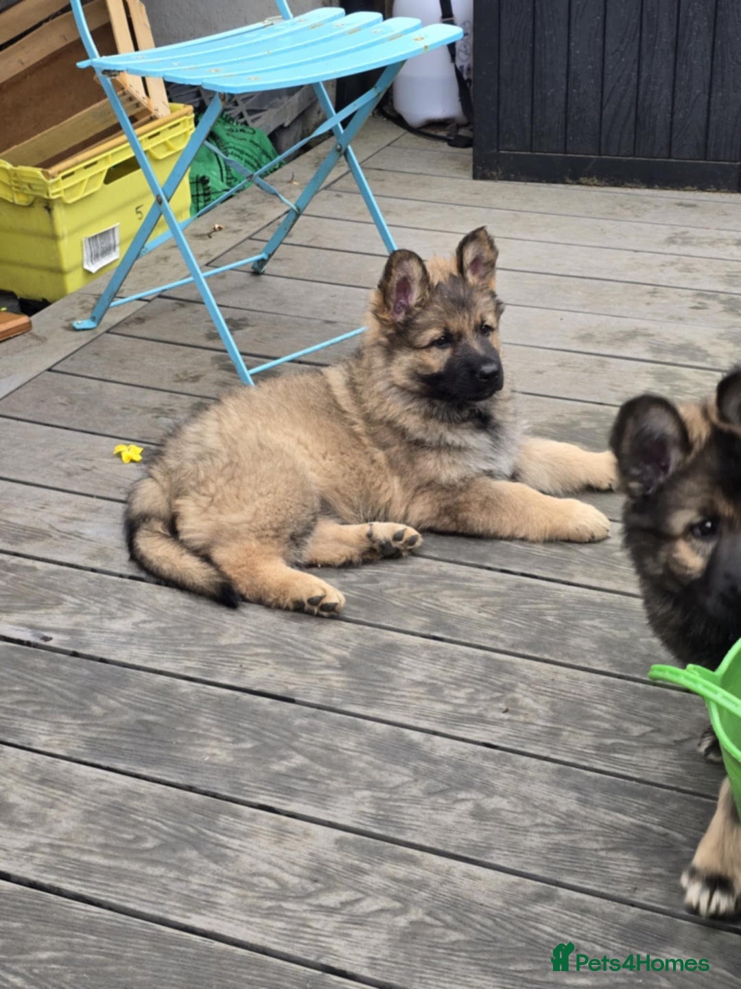 German Shepherd dogs for sale: German Shepherd Puppies  - Image 10
