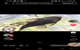 Plecos fish for sale: Bristlenose Plecos - Image 9