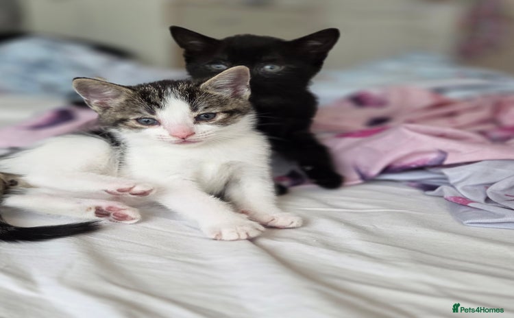 Mixed Breed cats - Advert 2