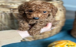 Miniature Poodle dogs for sale: 🐾 Beautiful KC 🦊 Red Miniature Poodle Puppies 🐾 - Image 38