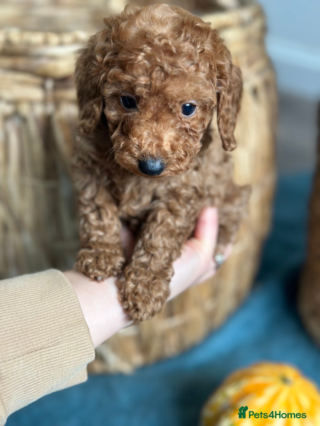 Miniature Poodle dogs for sale: 🐾 Beautiful KC 🦊 Red Miniature Poodle Puppies 🐾 - Image 38
