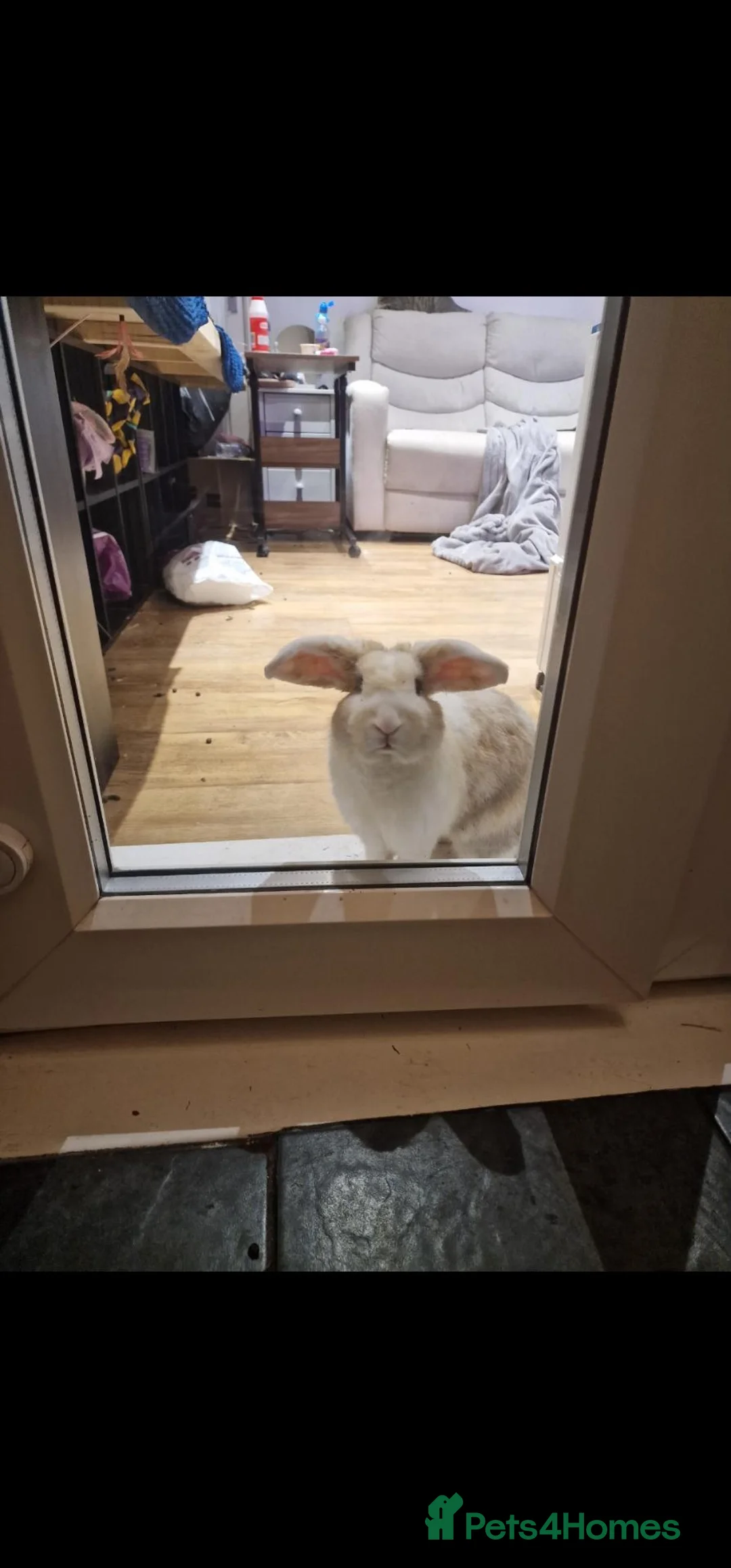 Mixed Breed rabbits for sale: Rabbit for sale - Advert 4