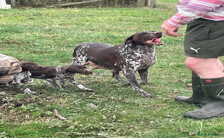 German Shorthaired Pointer dogs - Advert 1