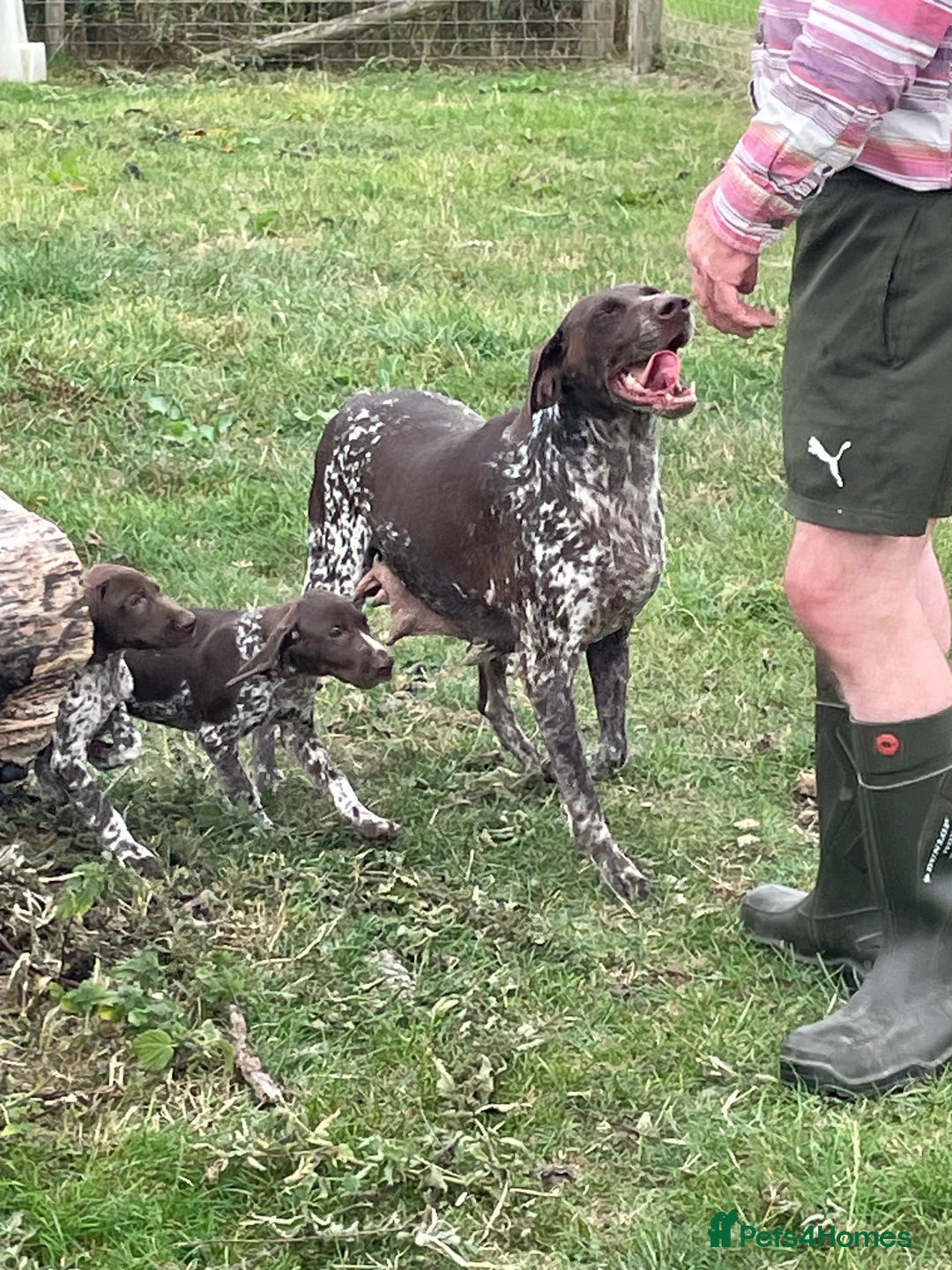 German Shorthaired Pointer dogs for sale: German shorthaired pointer boys and girls  - Image 3