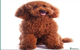 Cockapoo dogs for sale: 3 Stunning Dark Red Cockapoo Puppies - Image 10